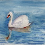 Swan reflection