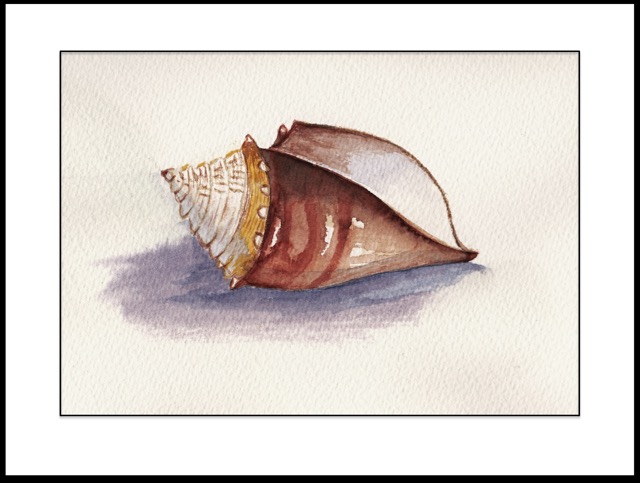 Seaside seashell