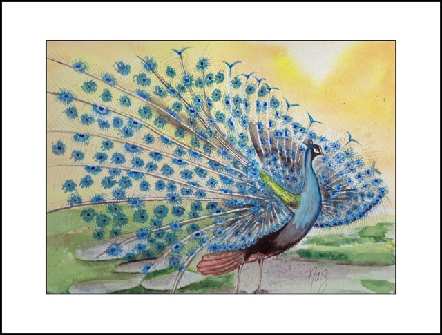 Peacock