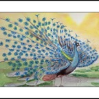 Peacock for Nazy framed.png