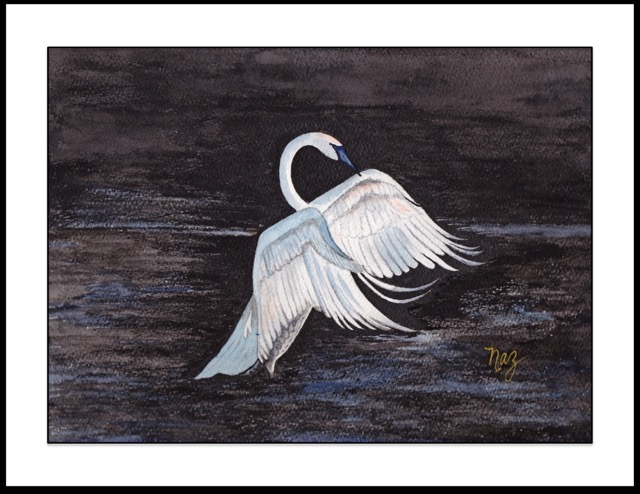 Trumpeter Swan