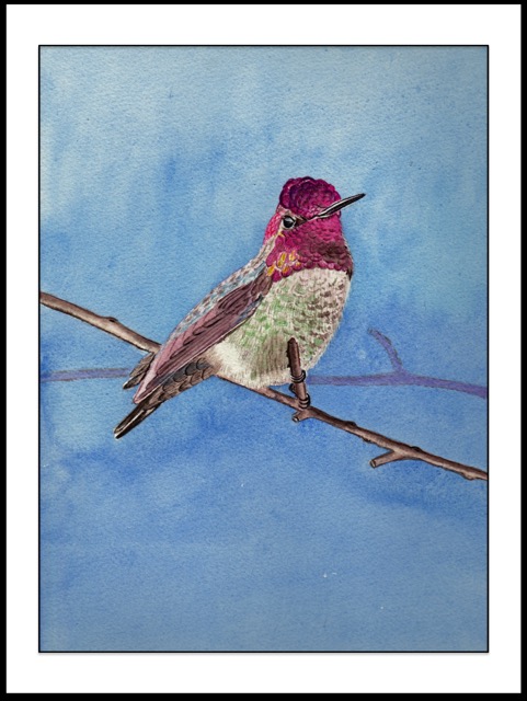 Annas Hummingbird