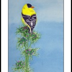 golden finch 3