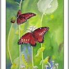 April 5 butterfly framed