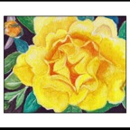 Yellow rose postcard framed