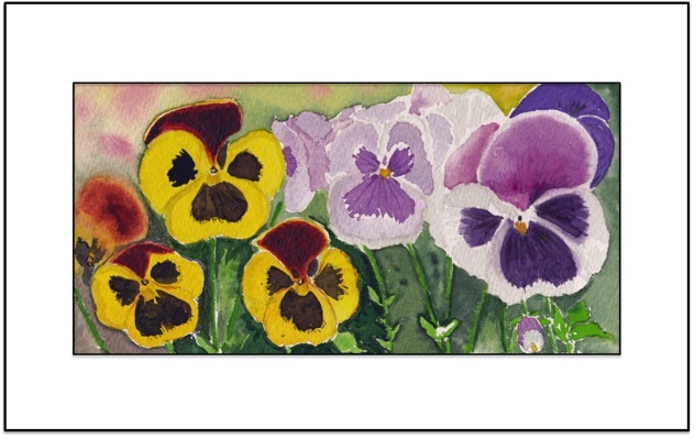 Pansy