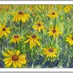 black eyed susan